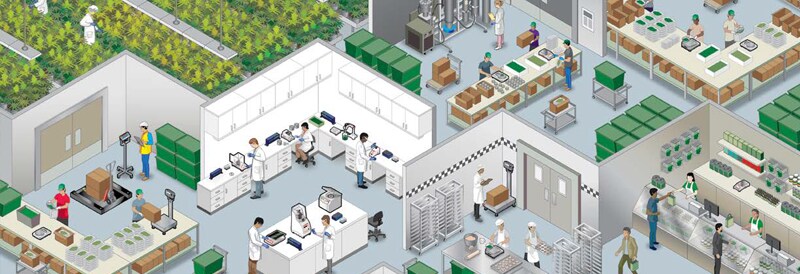 Botanicals Workflow Flyer