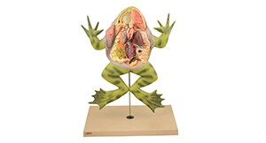 Bull Frog Model