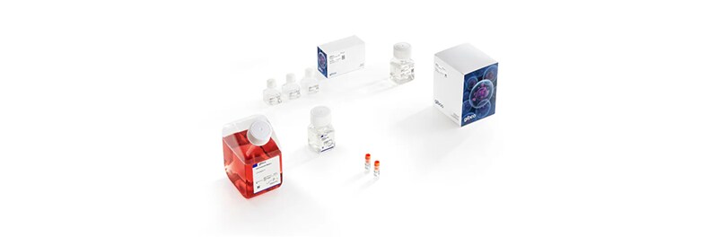 Support your initiatives with Gibco CTS NK-Xpander Medium and Invitrogen TrueCut HiFi Cas9 Protein.