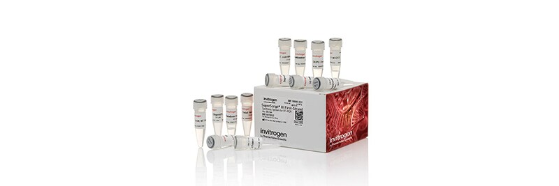 Reverse Transcription Products