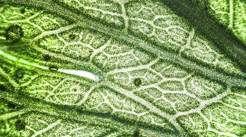 Critical and Novel Materials