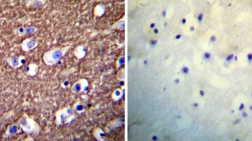 Primary Antibodies for Flow Cytometry