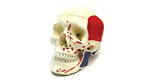 Human skull model