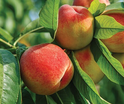 fighting-pathogens-new-test-save-crops-ar fighting-pathogens-new-test-save-crops-ar