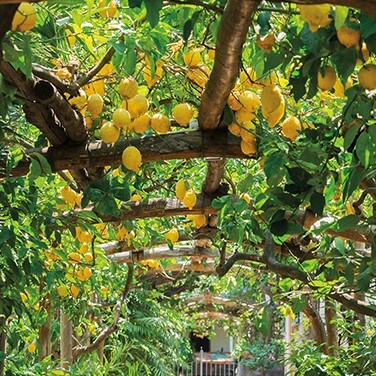 consumables-sensors-signal-plants-need-water-2007