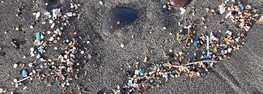 Microplastiques : &eacute;valuation des risques et compr&eacute;hension des donn&eacute;es
