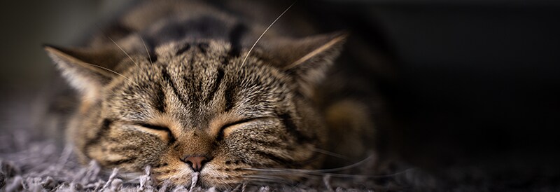 Elderly Cats Reveal a New Hope for Alzheimer’s Research