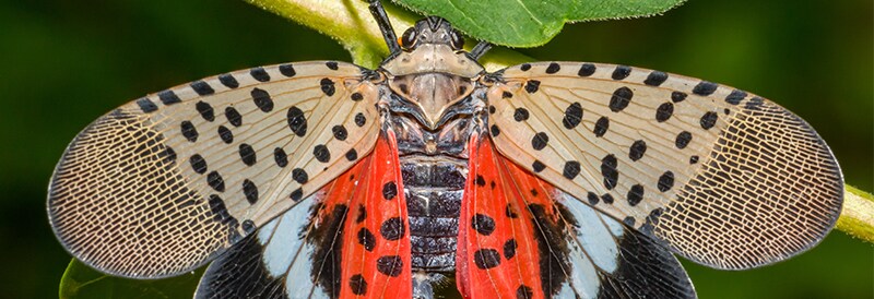Beware of Hitchhiking Pests: Stop the Spread of Spotted Lanternflies